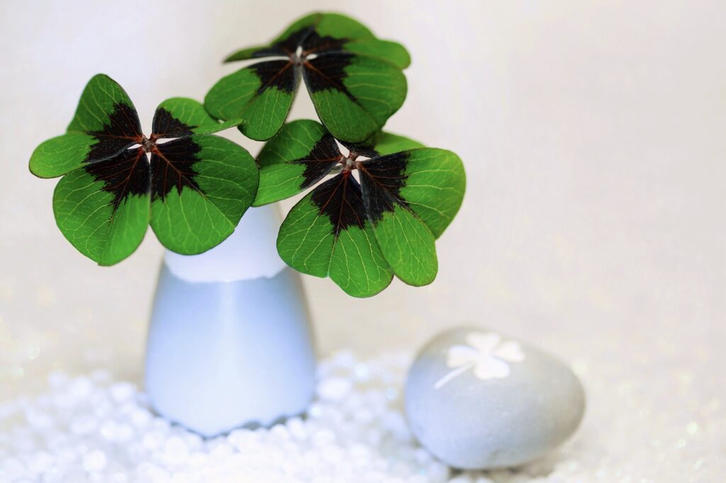 four leaf clover, clover, plant-5862310.jpg